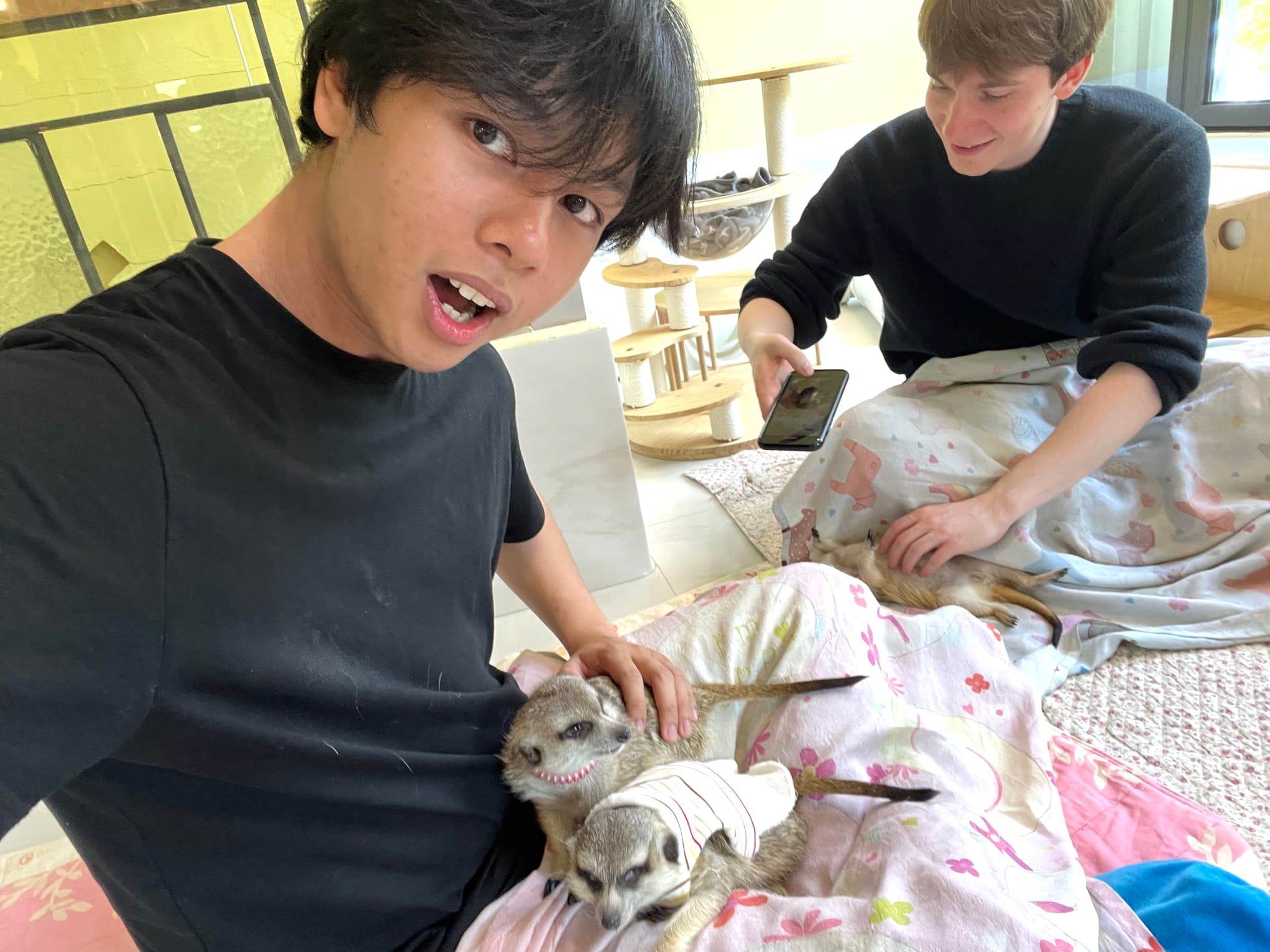 Meerkats 😼 - April 25, 2025 - Seoul, South Korea
